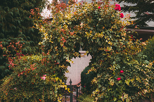 Ivy arch with roses gate, an Architecture Photo by SkyNext