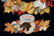Luxury Clipart Autumn Leaves Wreath, a Decorative Illustration by Area (Thumbnail 26 of 40)