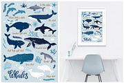 Cute Whales. Characters & patterns, an Animal Illustration by MagicForestory (Thumbnail 9 of 12)