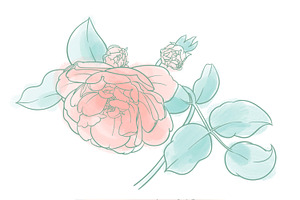 Rose Flowers Procreate Stamp Brushes