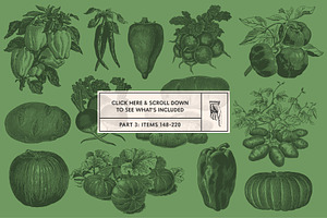 220 Vintage Vegetable Illustrations