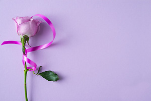 Purple rose with ribbon on purple, a Beauty & Fashion Photo by Mineko