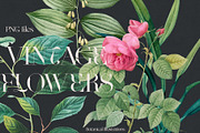 VINTAGE FLOWERS Vol.2 Watercolor Png, an Object Graphic by Oksana Trygub (Thumbnail 5 of 9)
