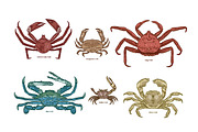 Crabs set + seamless patterns, an Animal Illustration by Good Studio (Thumbnail 2 of 14)