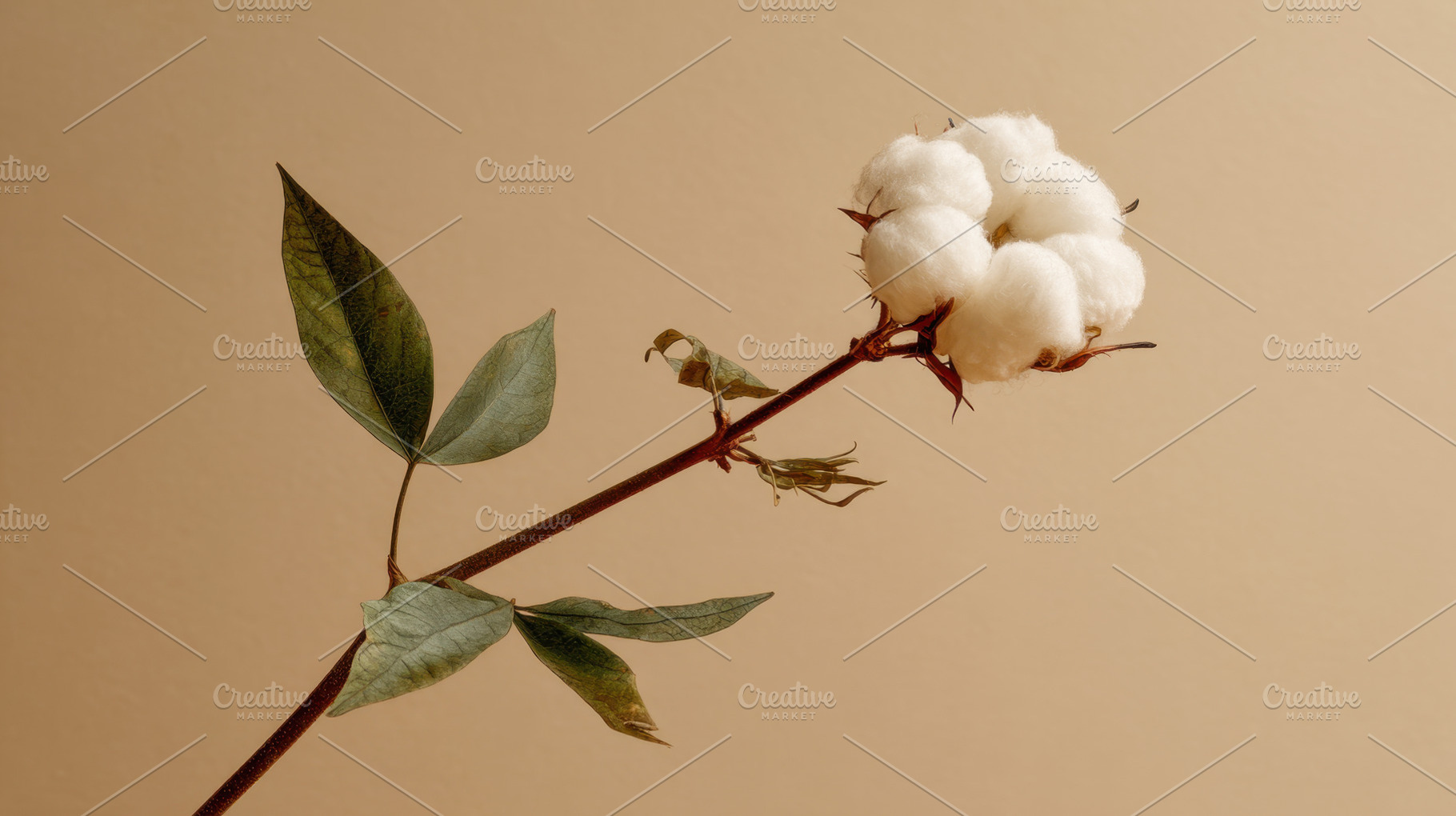 Cotton plant branch with soft bolls, a Photo by Beautiful things