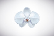 Moon orchid set., an Illustration by George Rod (Thumbnail 2 of 4)