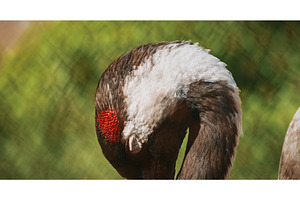Portrait of Crane with Stunning, an Animal Photo by Our Amazing World