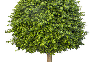 Isolated front view graphic of manicured round tree, a Nature Photo by DanFLCreativo