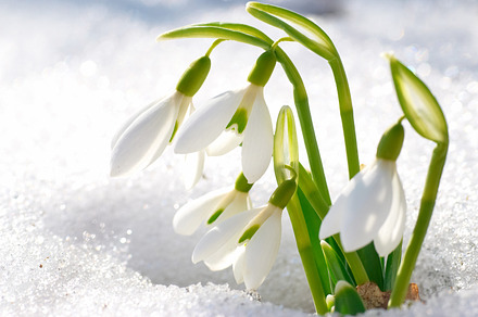 Spring snowdrop flowers stock photo containing snowdrop and flower, a Nature Photo by Vapi