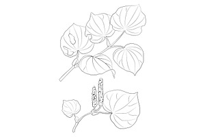 New Zealand Plants Vector Set