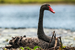 Black Swan Bird