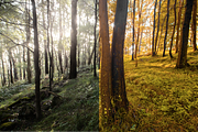 4 Autumn Lightroom Presets, a Preset Add-On by AnagramDesign (Thumbnail 2 of 8)