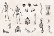 Anatomy Engravings Set, an Object Graphic by Graphic Goods (Thumbnail 3 of 7)