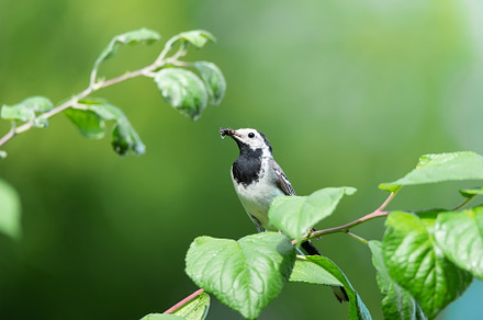 The white wagtail (Motacilla alba), an Animal Photo by AlexBush