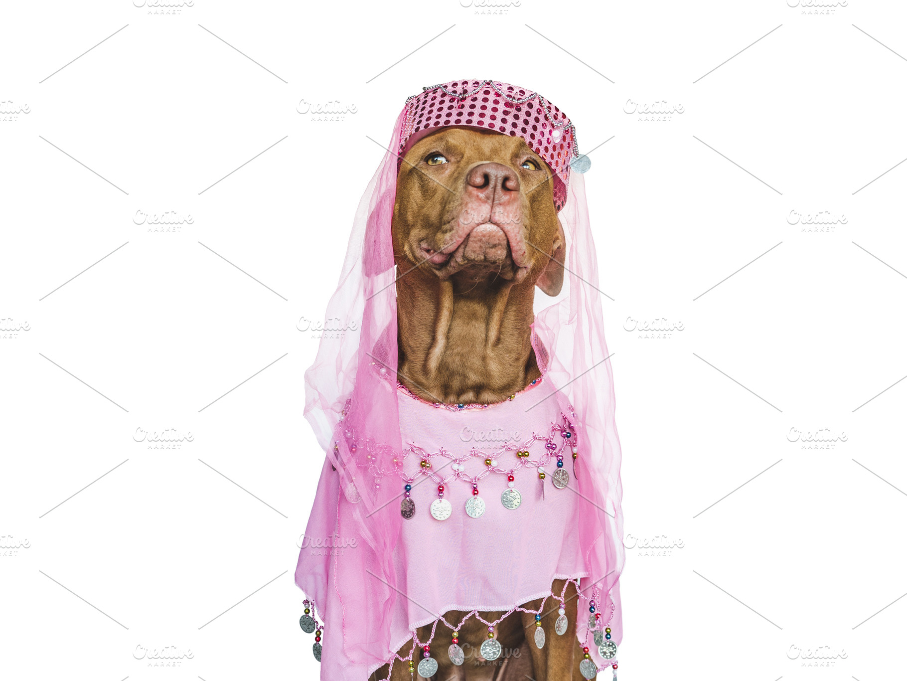 Lovable, pretty brown puppy and party dress, an Animal Photo by Svetlana Barchan