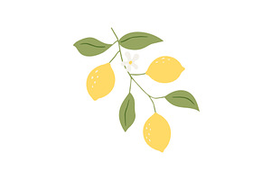 Vector drawing lemon tree branch, an Object Illustration by Nadzin