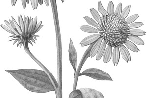 Echinacea Pencil Illustration Set