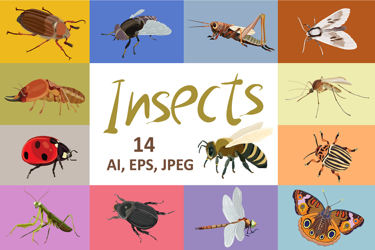 Insects vector set, an Object Illustration by Kopirin (Photo 1 of 2)
