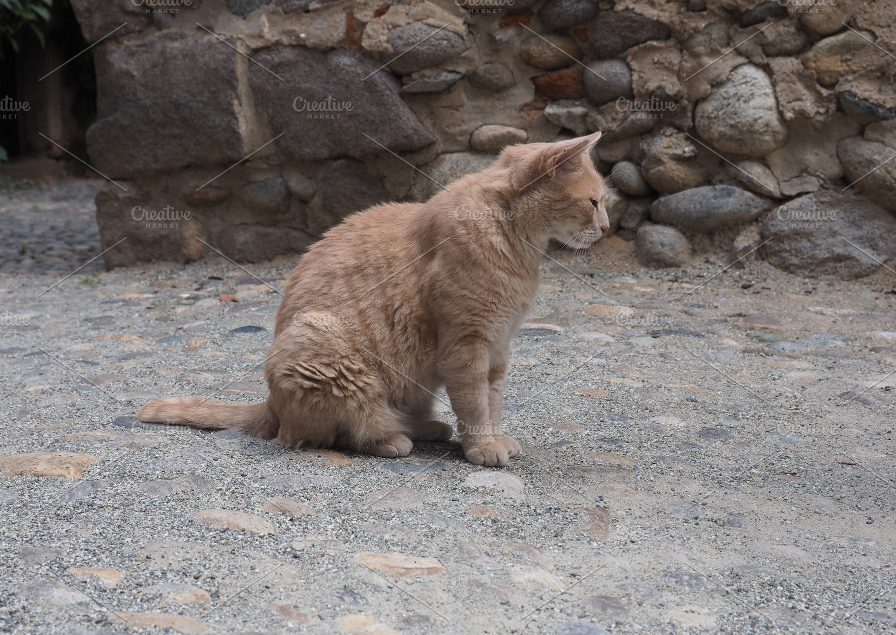 orange tabby cat, a Photo by WorldPhotos