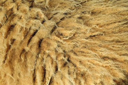 Sheep wool on whole background, close up, a Nature Photo by AtlasStudio
