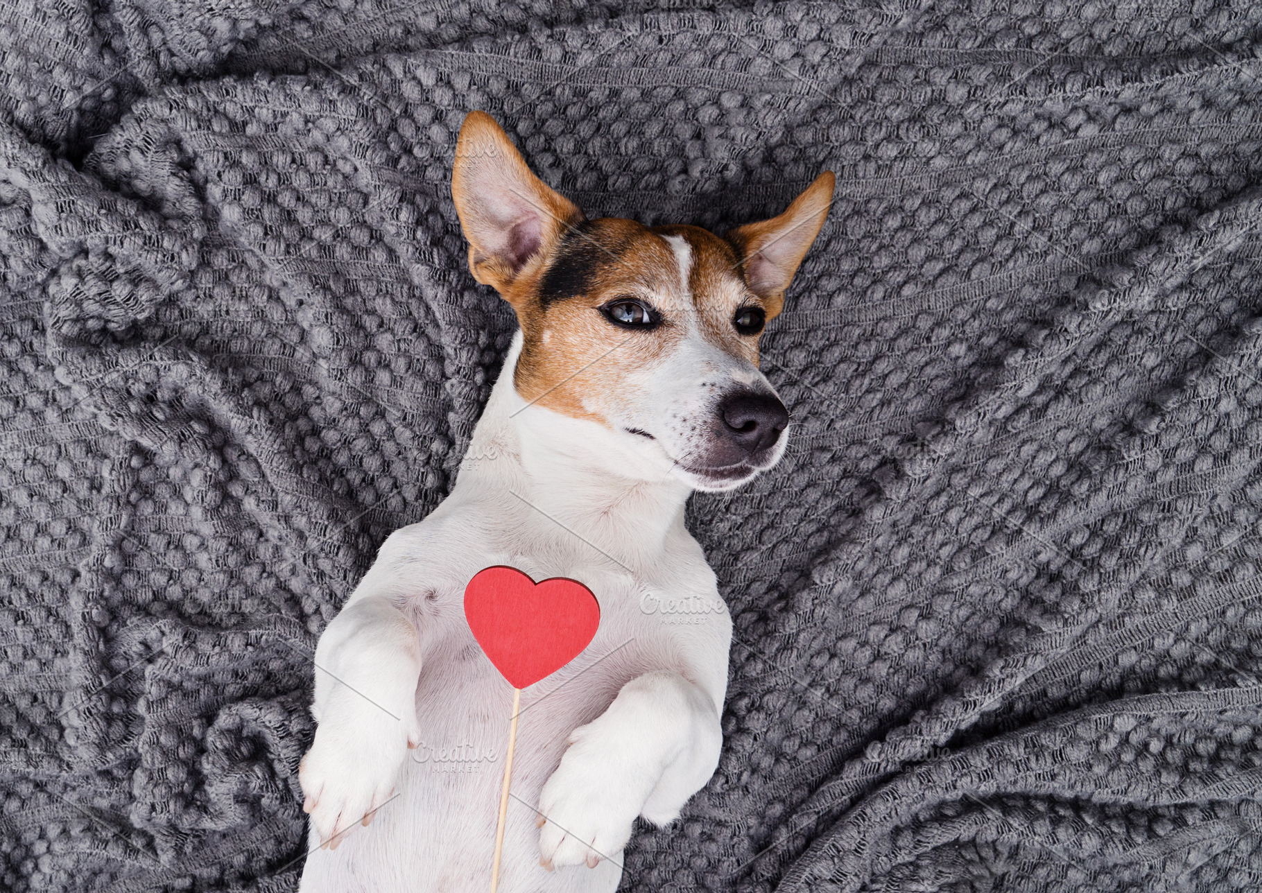 Adorable dog with red heart, an Animal Photo by Kira Yan
