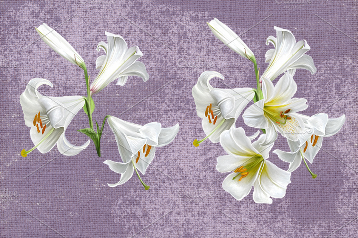 set of white lilies, an Illustration by SokolovaSv (Photo 2 of 4)