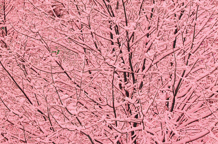 snowy forest close up texture backgr