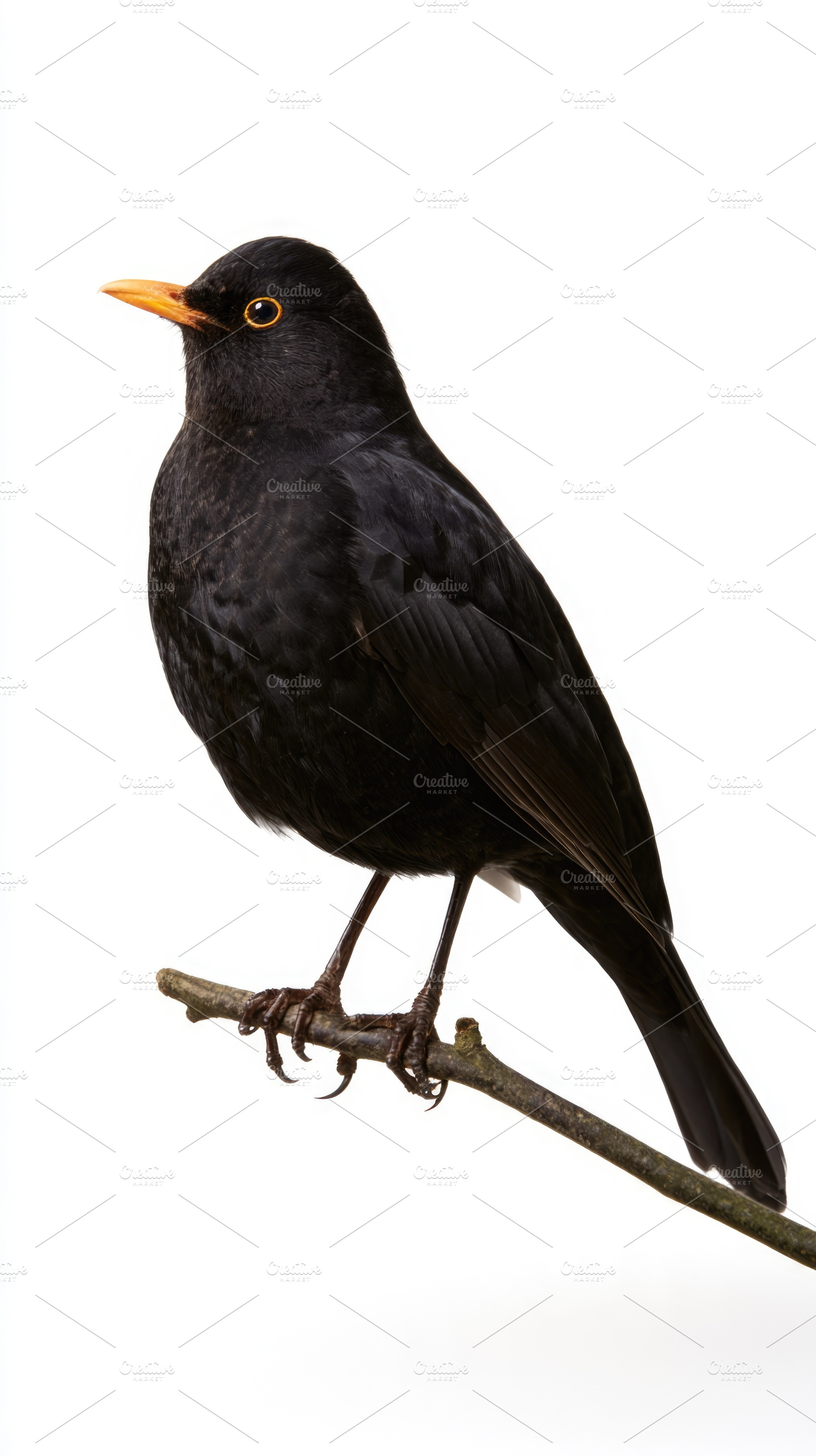 Common blackbird perched on branch isolated on white background, an Animal Photo by José Manuel Gelpi
