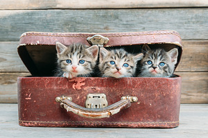 Kittens are sitting in suitcase
