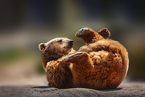Brown Bear Playing, Lying on Its Bac, an Animal Photo by Perpis