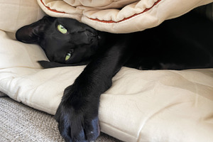 Black funny oriental cat, an Animal Photo by Vapi