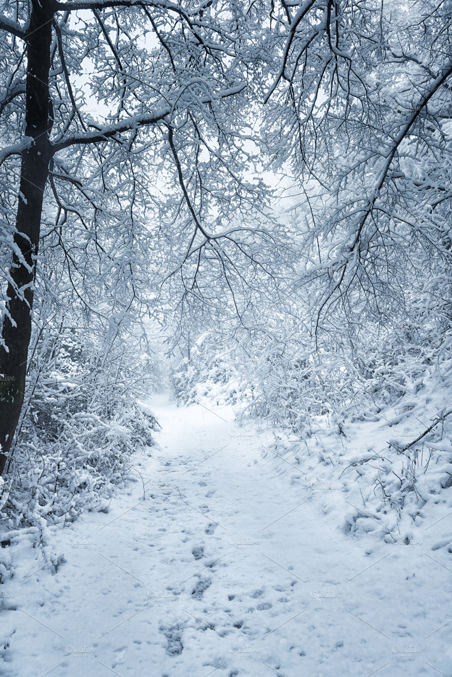 Snow in the woods containing snow, woods, and ice, a Nature Photo by Giordano Aita Graphics