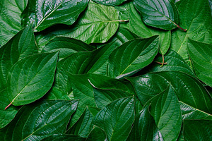 Texture of green leaves. 