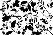 Vector berries, an Illustration by risovanya (Thumbnail 2 of 9)