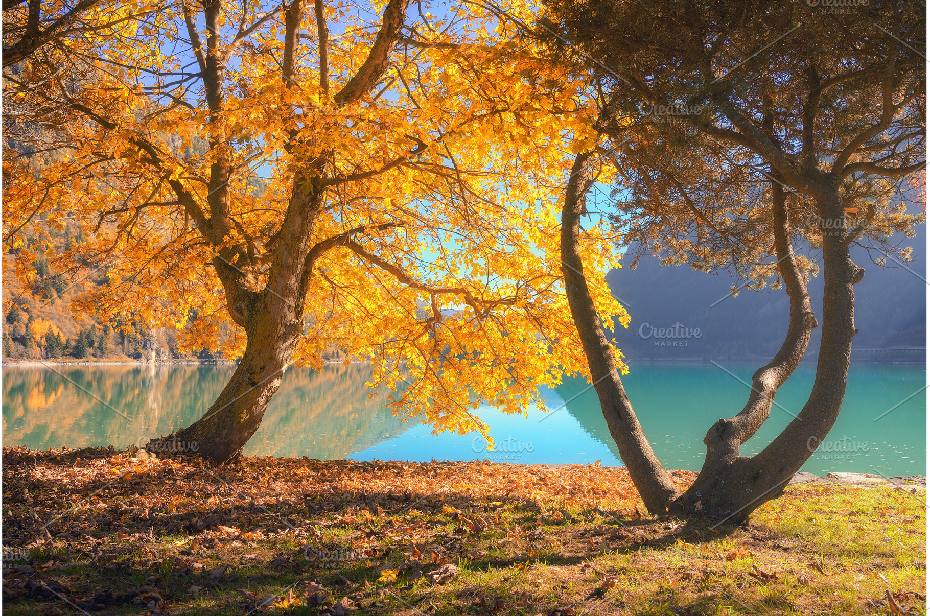 Autumn landscape with tree covered, a Nature Photo by den-belitsky