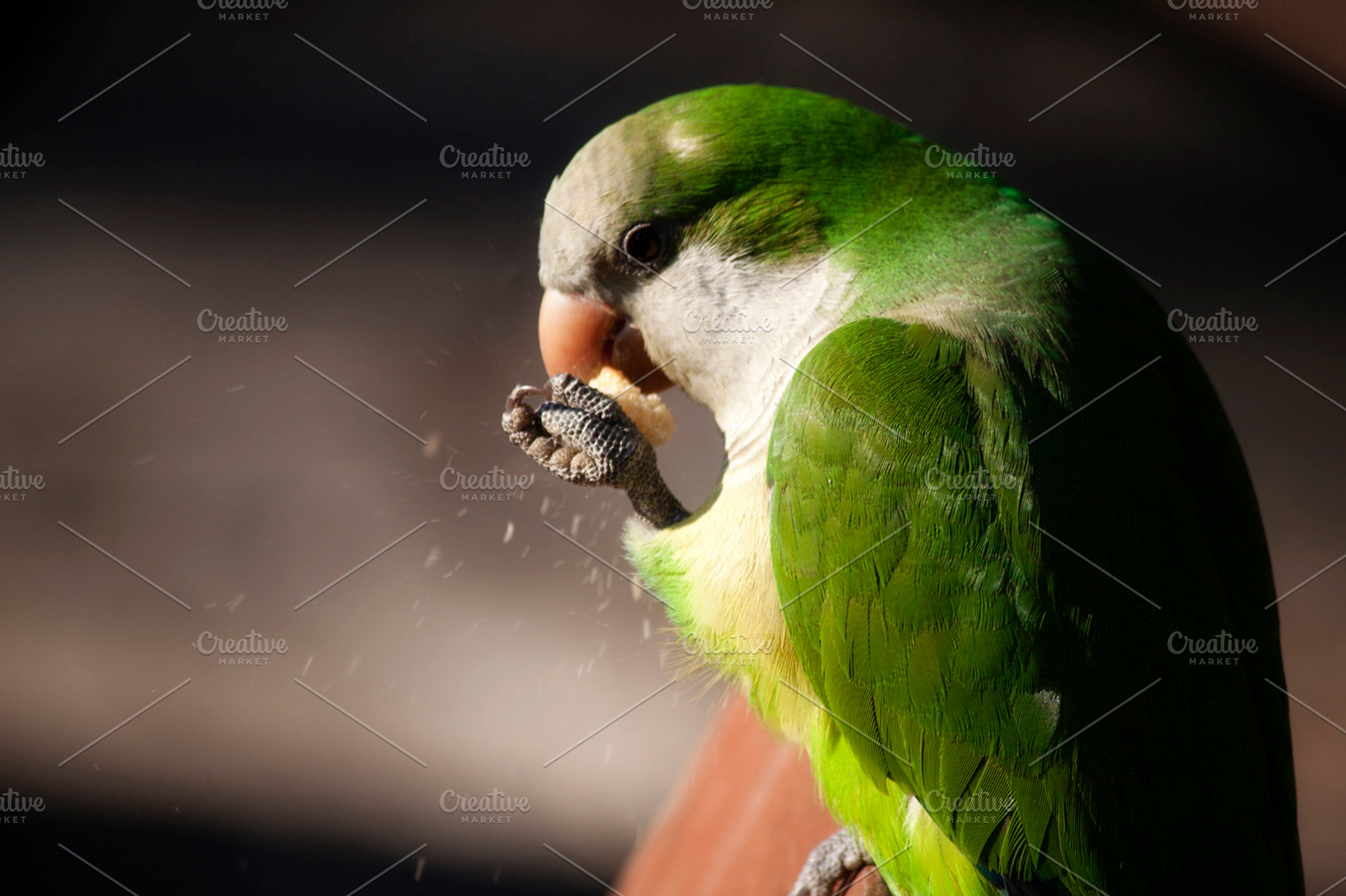 Green parrot 3 stock photo containing animal and parrot