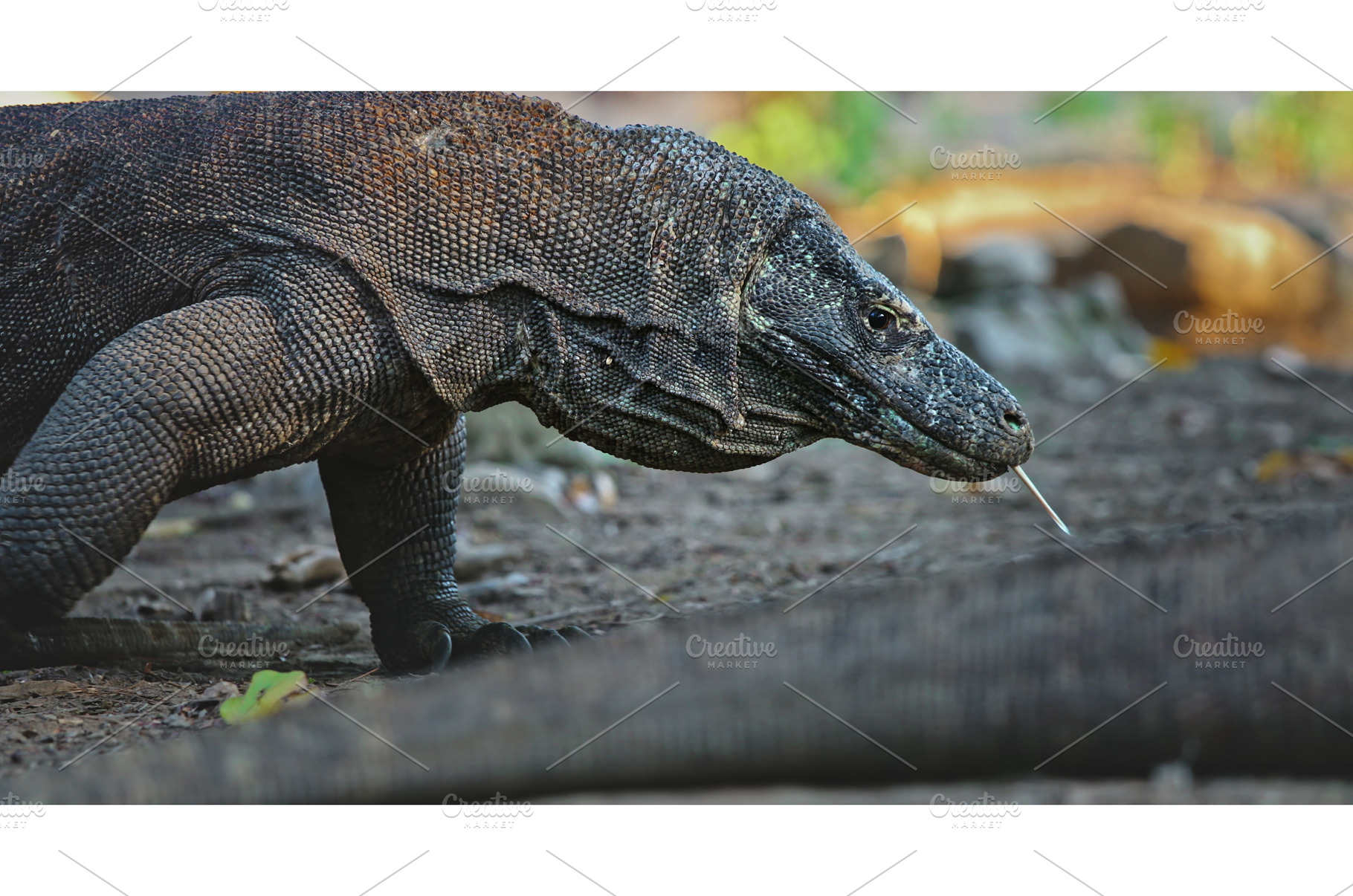 Komodo dragon walking in Komodo, an Animal Photo by Goinyk