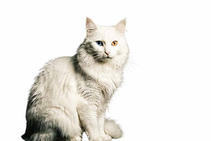 White Turkish Angora Cat, an Animal Photo by VetalStock