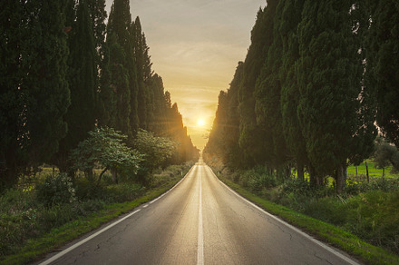 The cypress avenue of Bolgheri