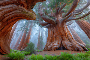 Redwood national and state parks in, a Nature Photo by ZinetroN
