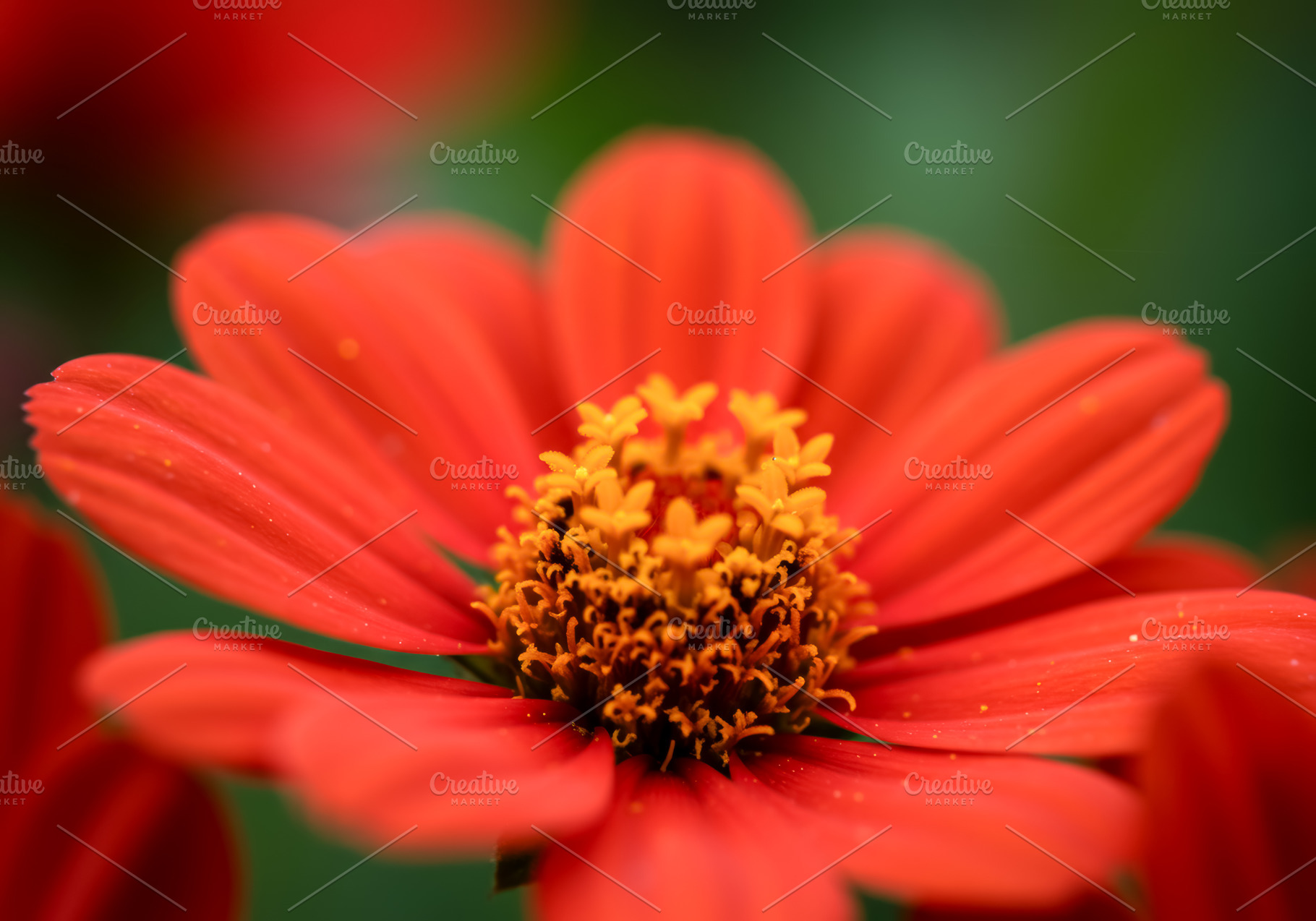 Close-up of a vibrant red flower wit, a Nature Photo by professorinc