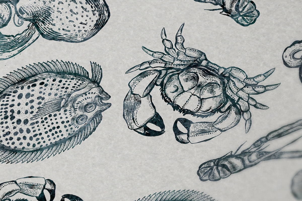 Vector Sea Life Graphics Collections, an Animal Illustration by ZiziMarket (Photo 5 of 5)