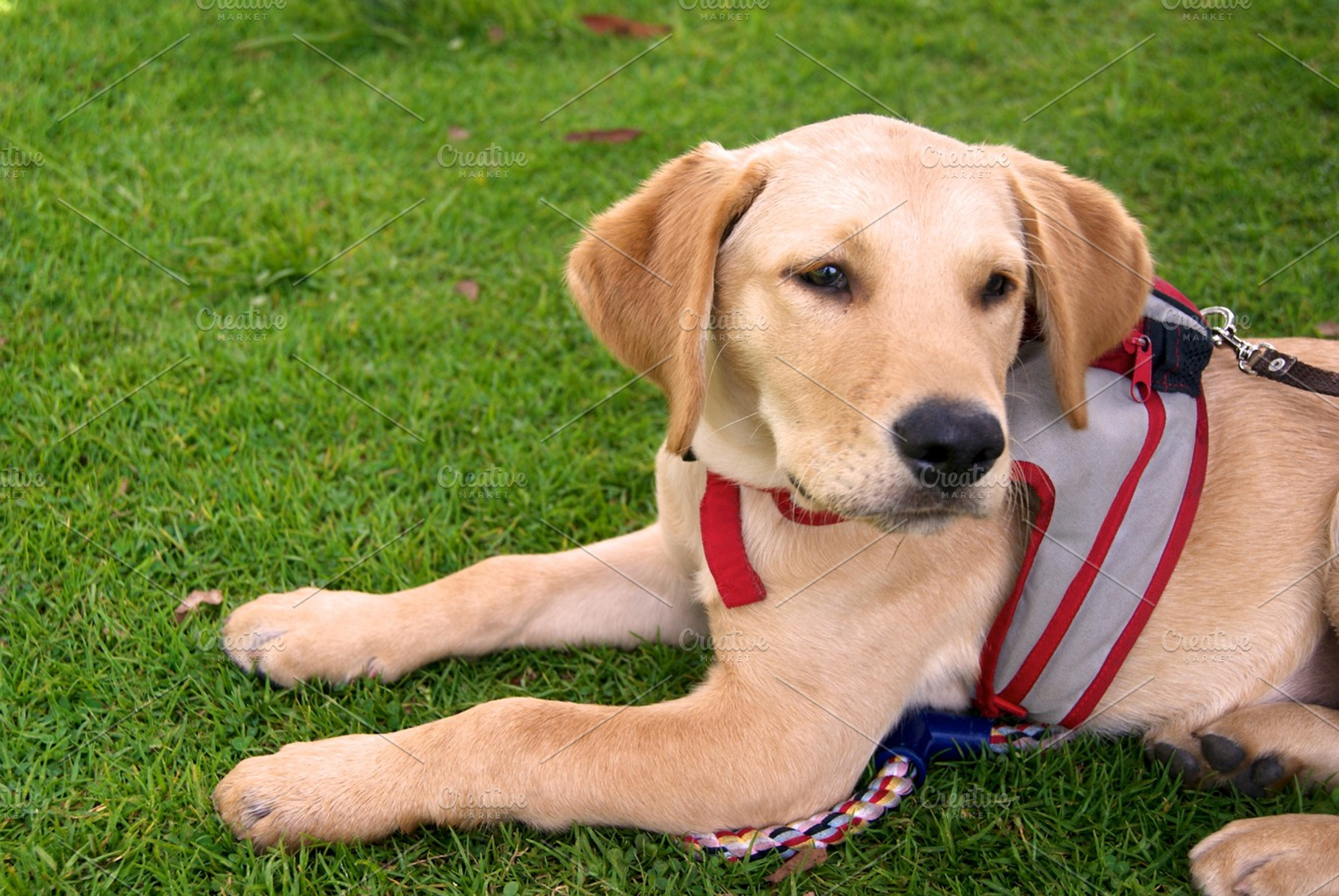 Dog in the grass containing dog, best friend, and grass, an Animal Photo by Design & photo resources