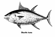 Fish collection, part 1, a Food Illustration by ZotovShop (Thumbnail 12 of 14)