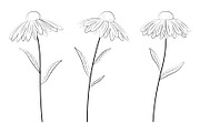 Flowers coloring. Daisies graphic, a Seasonal Illustration by IrinaShishkova (Thumbnail 2 of 2)