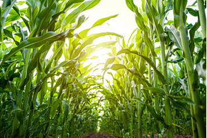 Corn plants growing in straight rows, a Nature Photo by volodymyrshtun13795