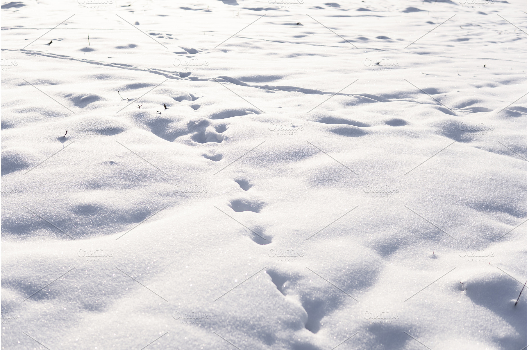 Fresh snow with visible animal, a Nature Photo by volodymyrshtun13795
