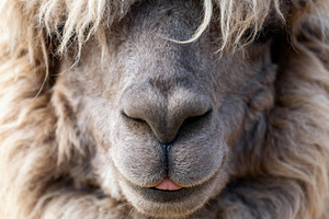 Close Up Cute Fluffy Alpaca Face, an Animal Photo by Virgo Studio