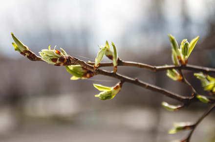 Young leaves, buds and shoots on a tree branch in spring in the, a Nature Photo by TanaCh