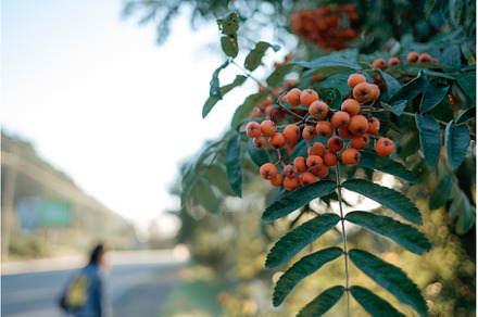 Brush with ripe berries of red